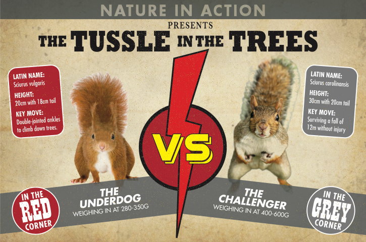 red squirrel vs grey squirrel