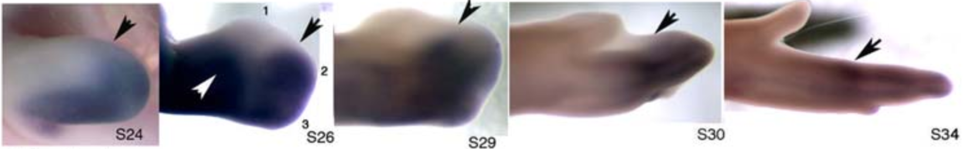 Forelimb bud developing digits. (Vargas, Alexander & Kohlsdorf, Tiana & Fallon, John & Vandenbrooks, John & Wagner, Gunter. (2008). The Evolution of HoxD-11 Expression in the Bird Wing: Insights from Alligator mississippiensis. PloS one. 3. e3325. 10.1371/journal.pone.0003325.)