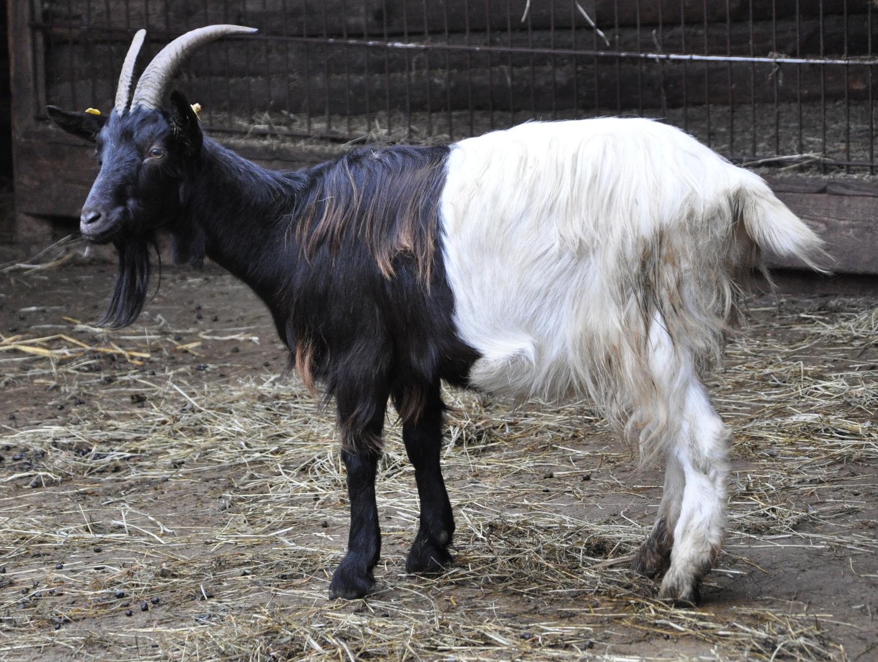 Valais goat