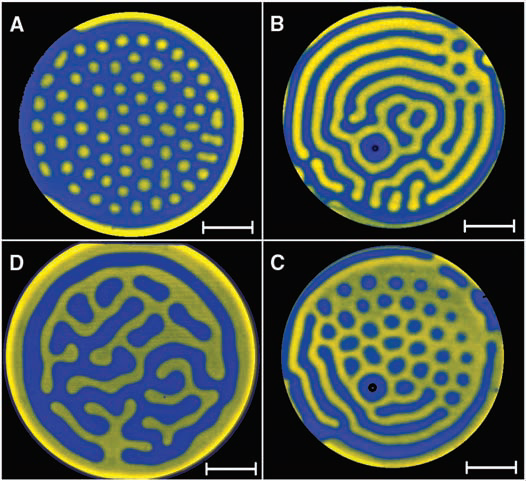 https://science.sciencemag.org/content/324/5928/772/tab-figures-dataA chemically formed Turing pattern.