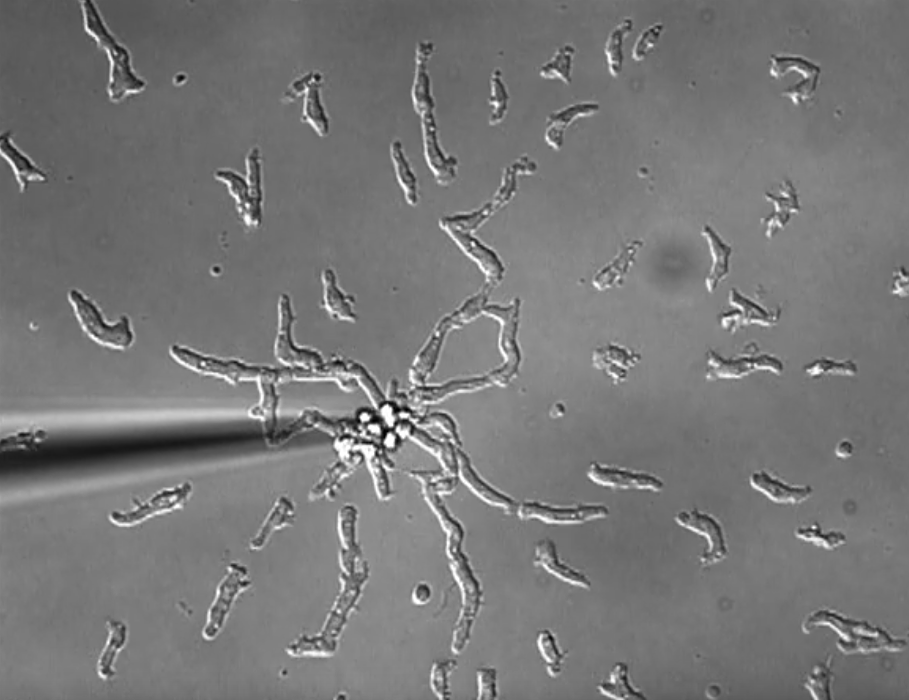 Chemotaxis to cAMP