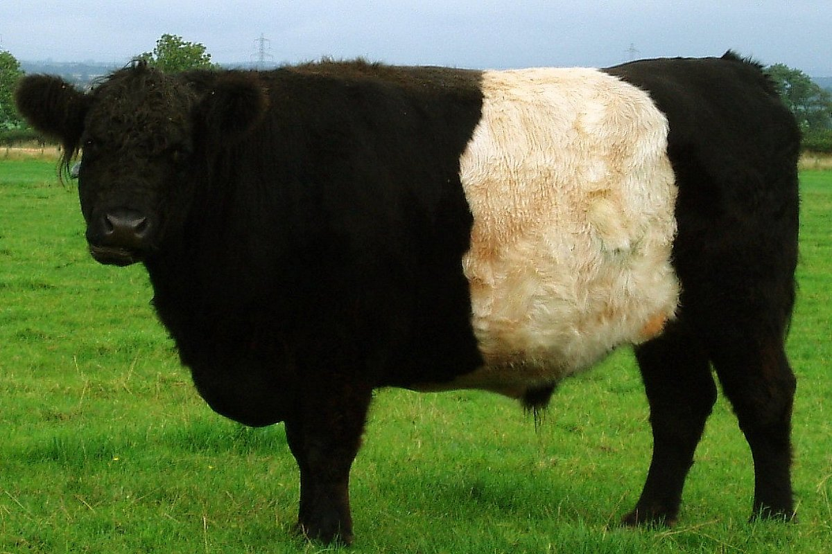 Belted Galloway