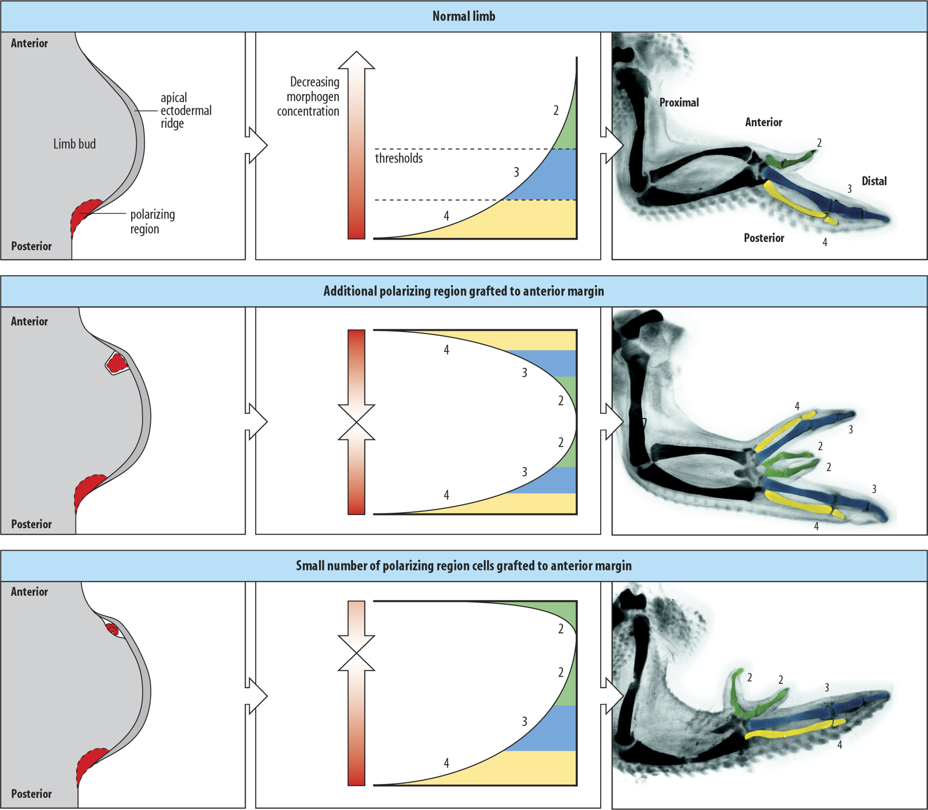 https://www.mun.ca/biology/desmid/brian/BIOL3530/DEVO_11/ch11f12.jpgControl and altered digit development by adding exogenous Shh sources.
