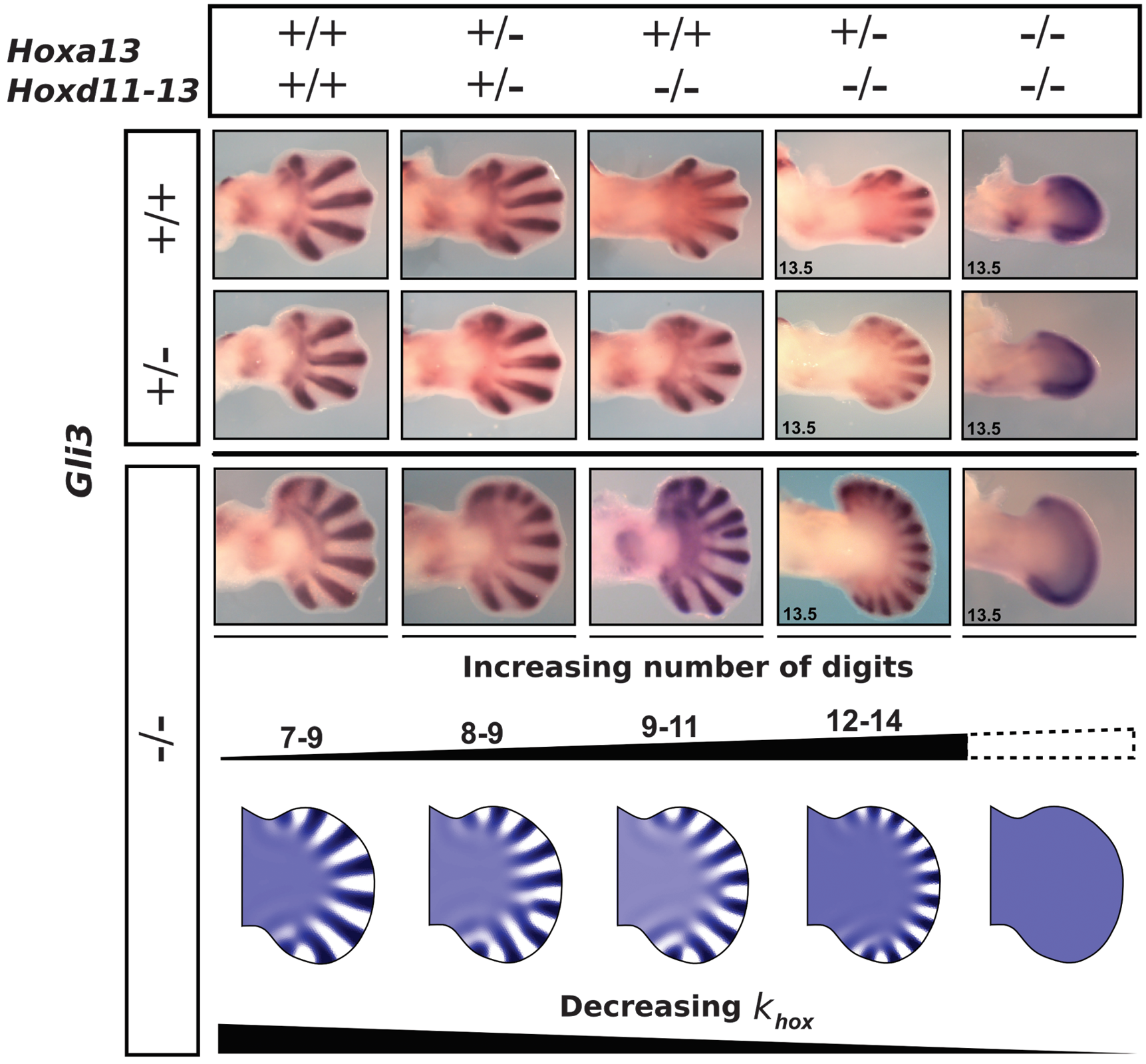 https://www.ncbi.nlm.nih.gov/pmc/articles/PMC4486416/Mouse limb development may be governed by a Turing-like patterning process.