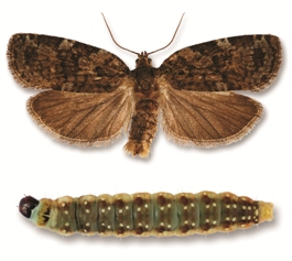 Spruce budworm