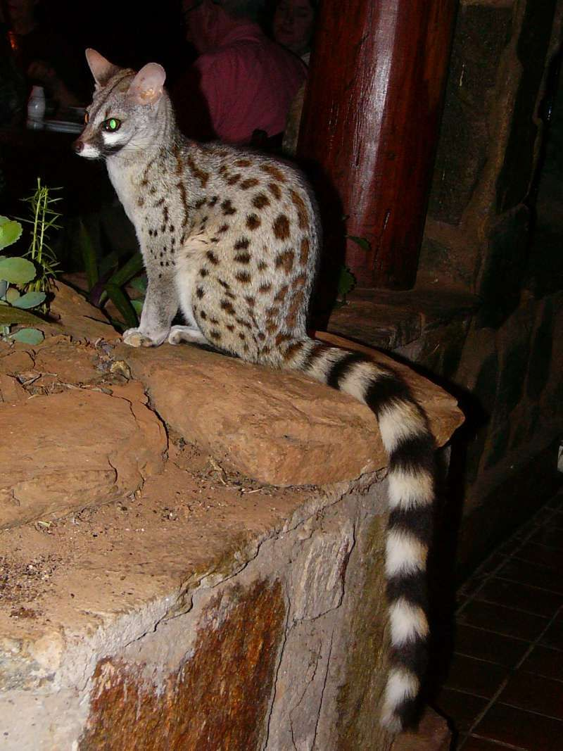 Genet