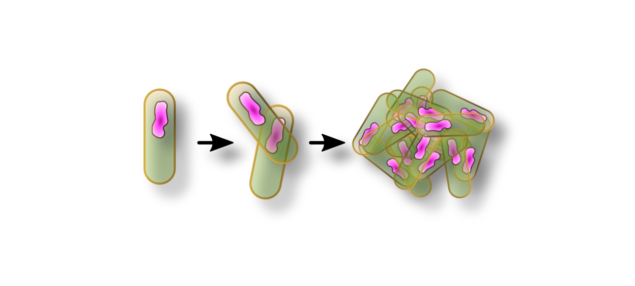 Bacteria